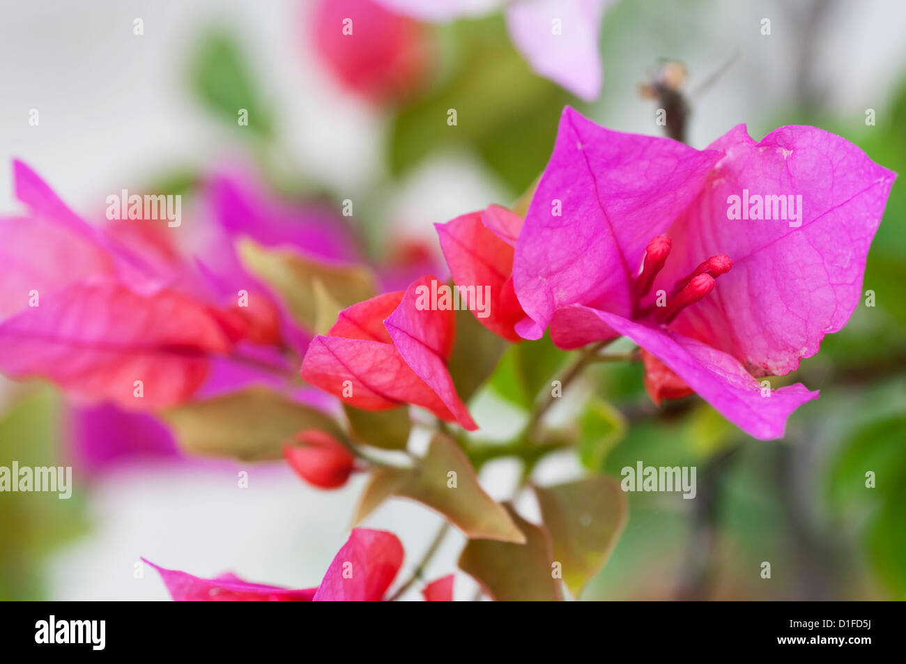 Closeup of tropical flowering bougainvillea in bloom. Stock Photo