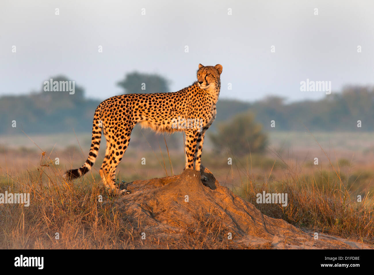 Cheetah female (Acinonyx jubatus), Phinda private game reserve, Kwazulu Natal, South Africa, Africa Stock Photo