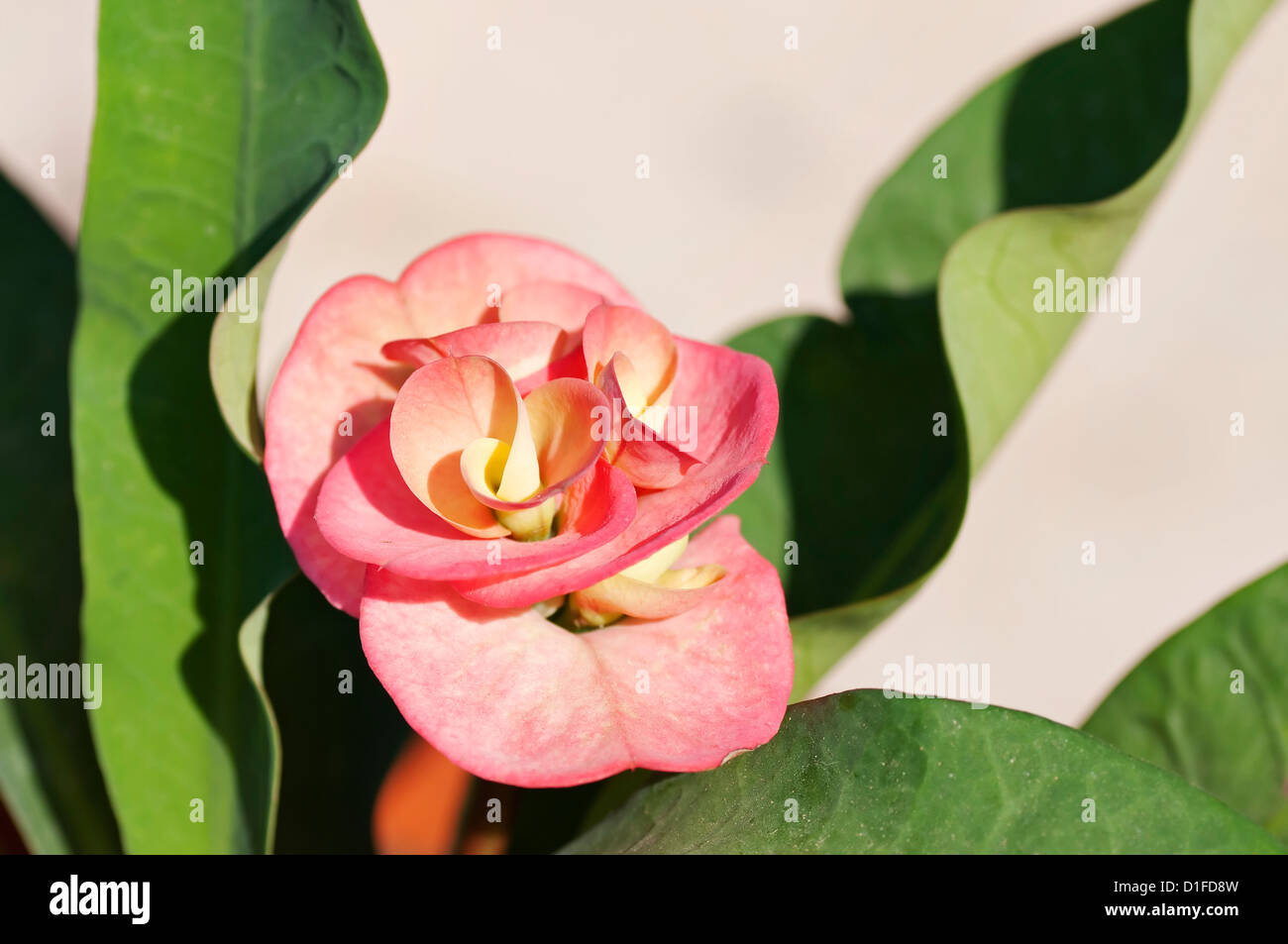 Closeup view of flowering blossom on 'Crown of Thorns' succulent plant, also known as the Christ plant. Stock Photo