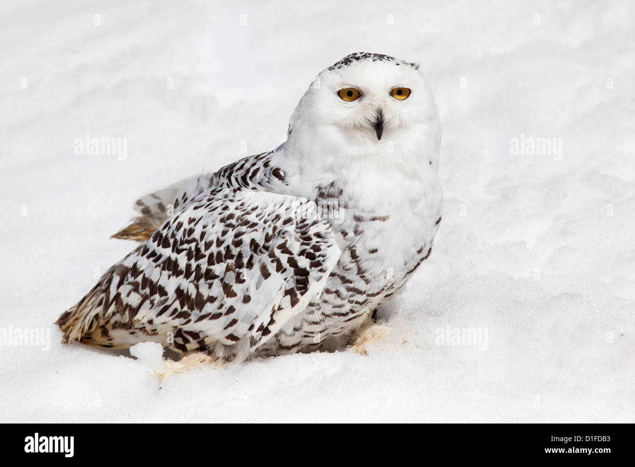 Snowy owl (Nictea scandiaca) female, captive, United Kingdom, Europe Stock Photo
