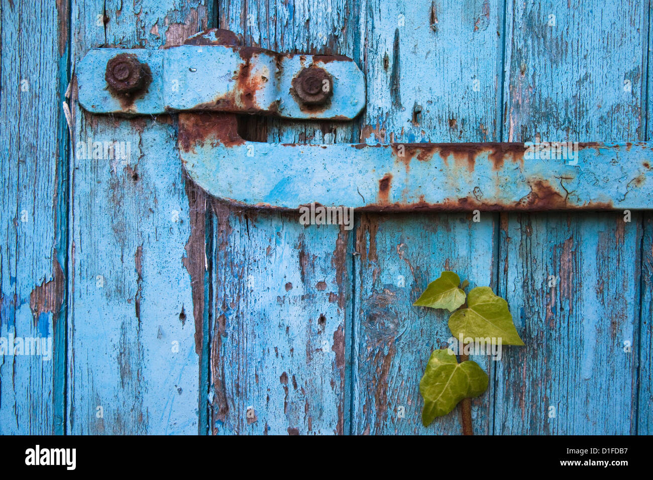 Ivy (Hedera sp) growing on old barn door, Scotland, United Kingdom, Europe Stock Photo