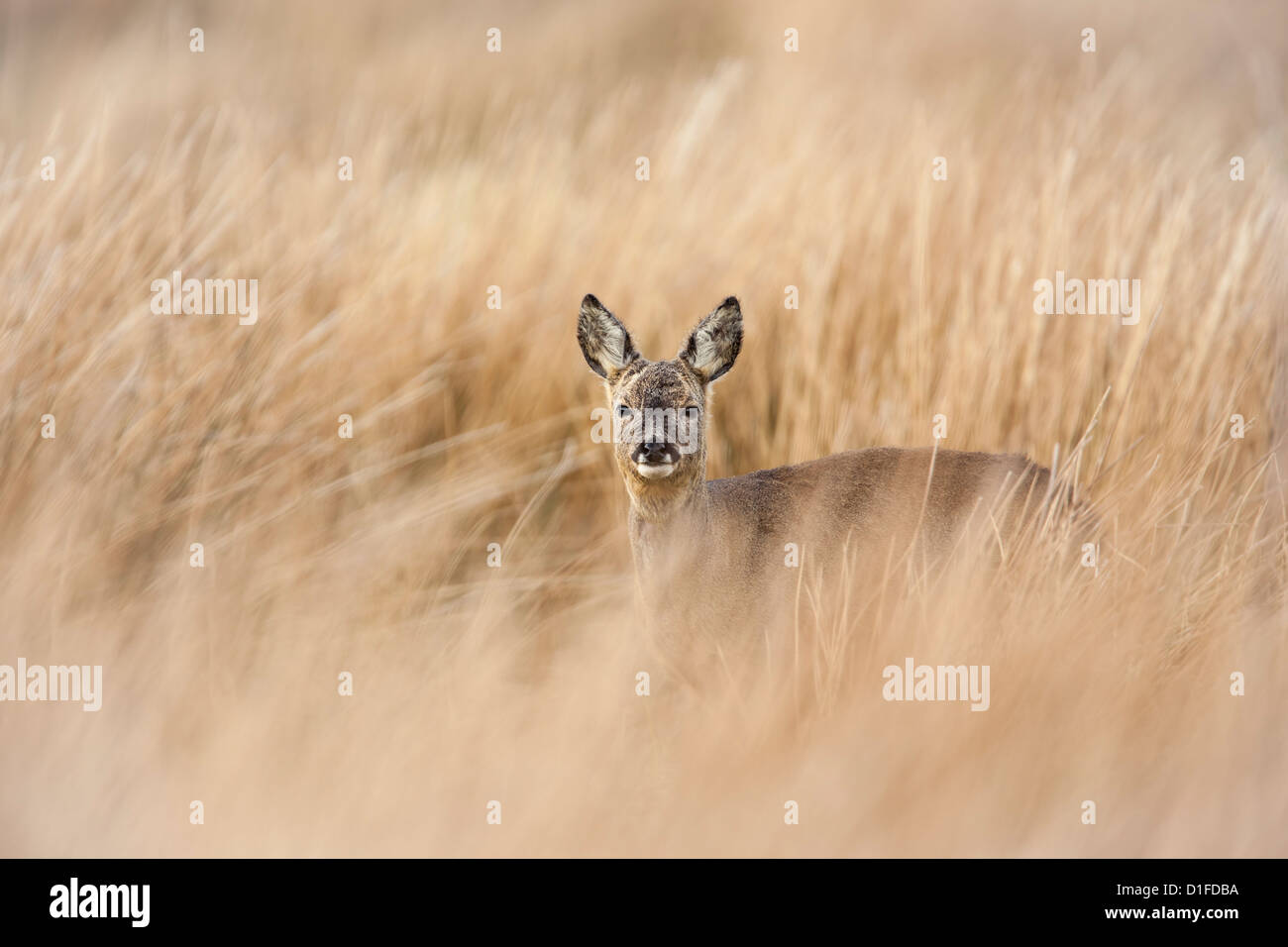 Roe deer buck (Capreolus capreolus), Islay, Scotland, United Kingdom, Europe Stock Photo
