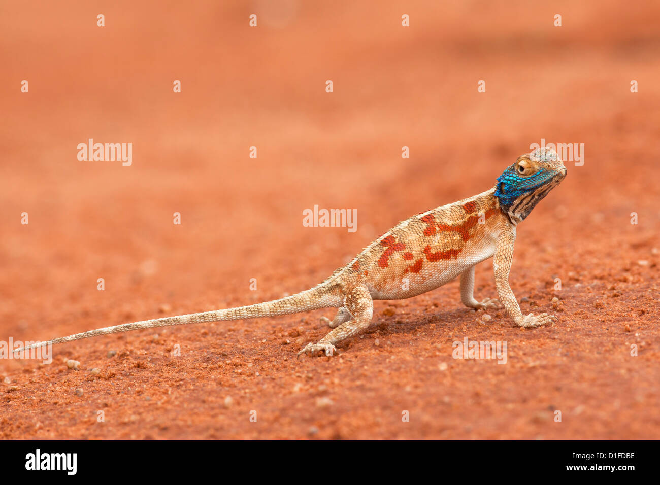 Ground agama (Agama aculeata), Kgalagadi Transfrontier Park, Northern Cape, South Africa, Africa Stock Photo