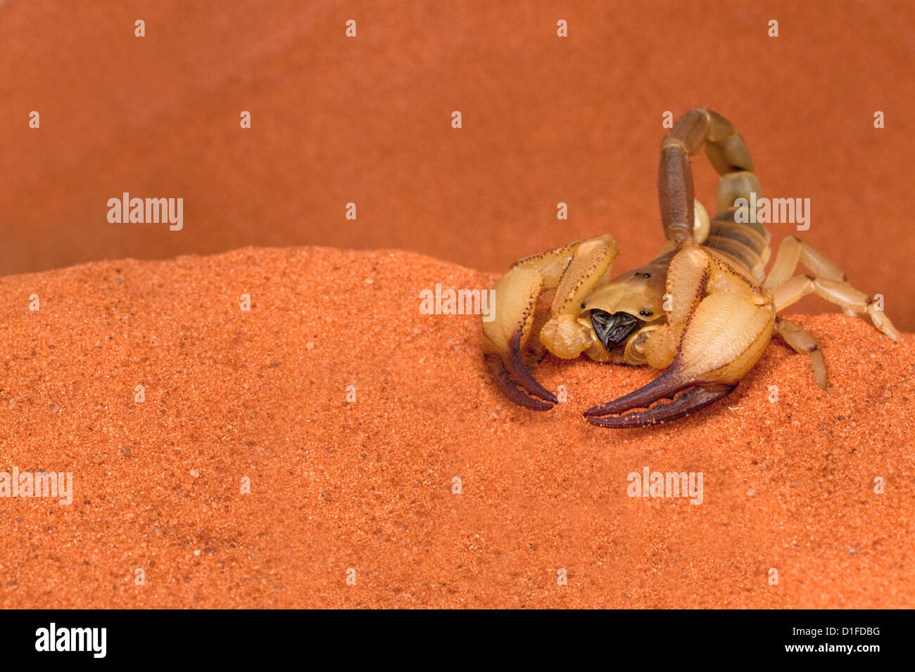 Opistophthalmus wahlbergii scorpion, Tswalu Kalahari game reserve, Northern Cape, South Africa, Africa Stock Photo
