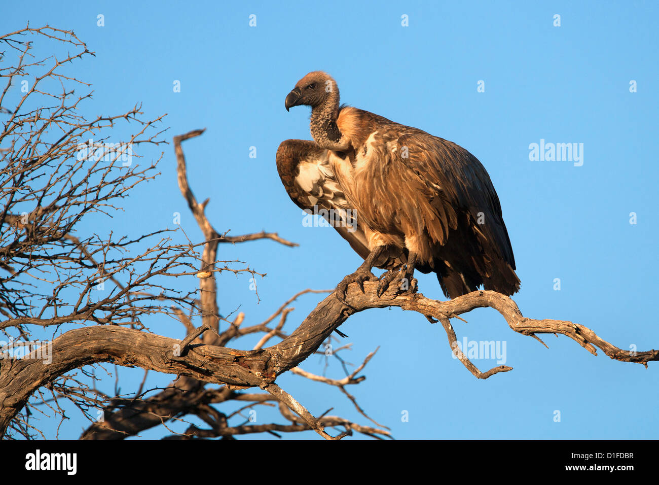 Whitebacked vulture (Gyps africanus), Kgalagadi Transfrontier Park, Northern Cape, South Africa, Africa Stock Photo