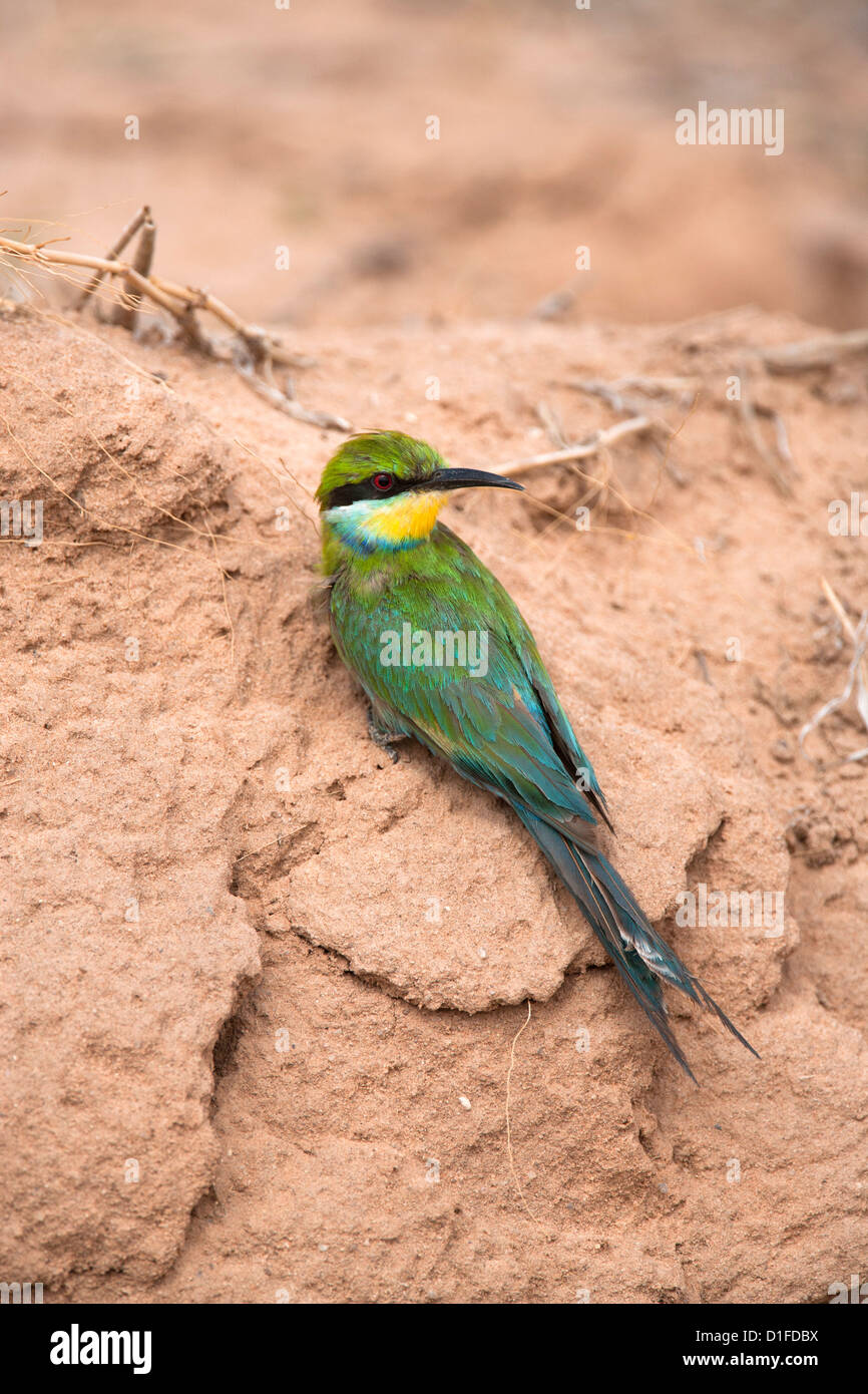 Swallowtailed bee-eater (Merops hirundineus), Kgalagadi Transfrontier Park, South Africa, Africa Stock Photo