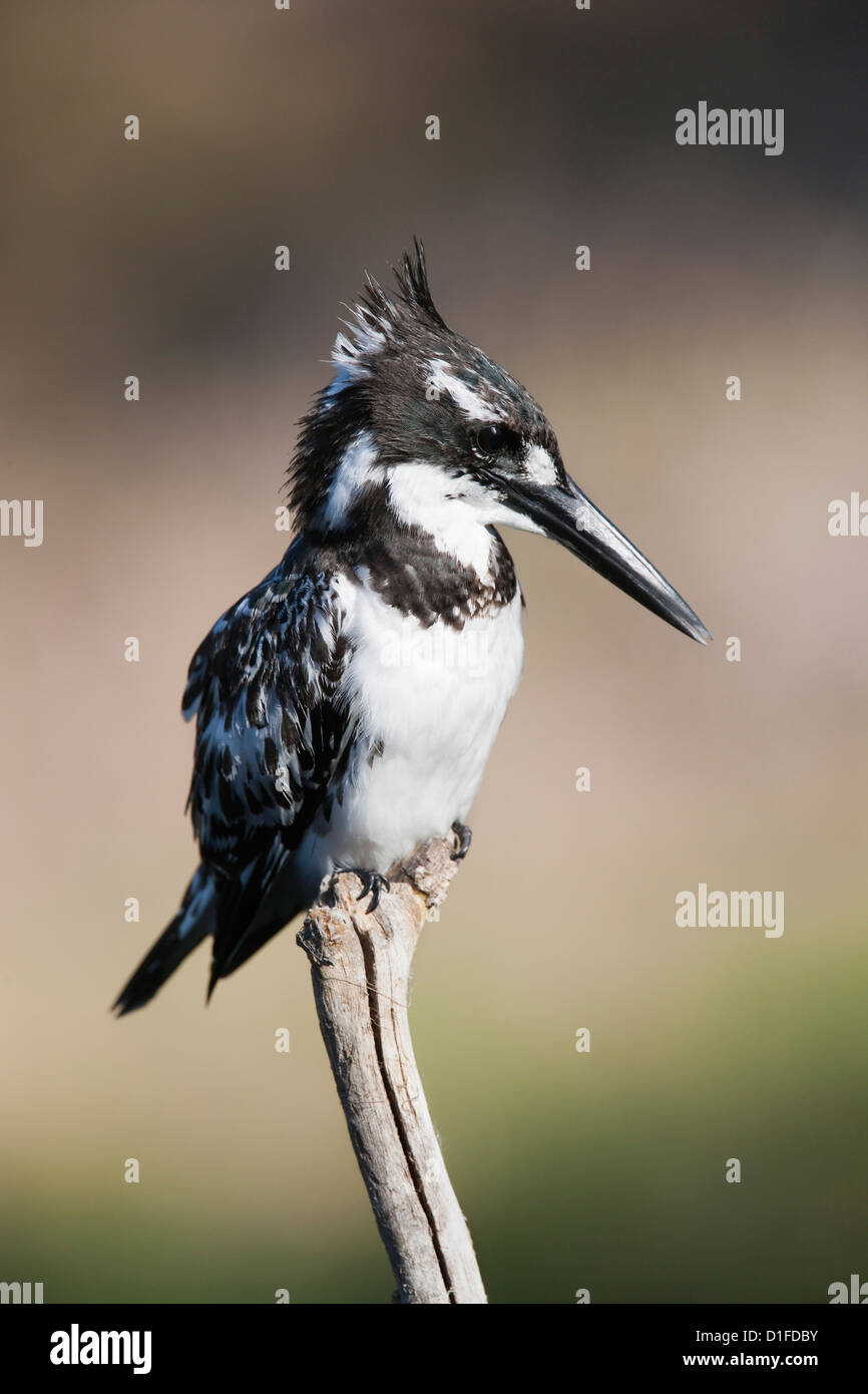 Pied kingfisher (Ceryle rudis), Intaka Island, Cape Town, South Africa, Africa Stock Photo