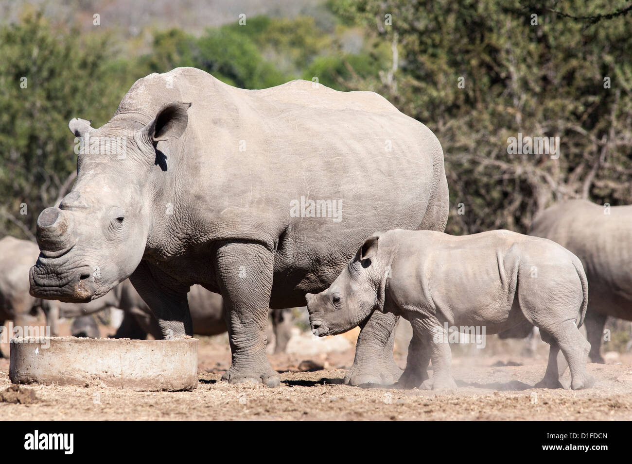Dehorned white rhino (Ceratotherium simum) with calf, Mauricedale game ranch, Mpumalanga, South Africa, Africa Stock Photo