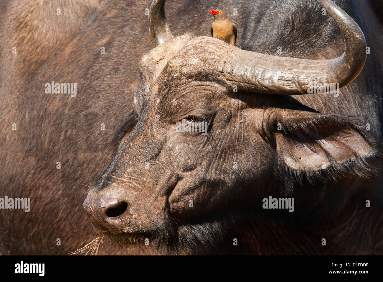 Cape buffalo (Syncerus caffer) with redbilled oxpecker, Hluhluwe-Imfolozi Park, KwaZulu Natal, South Africa, Africa Stock Photo