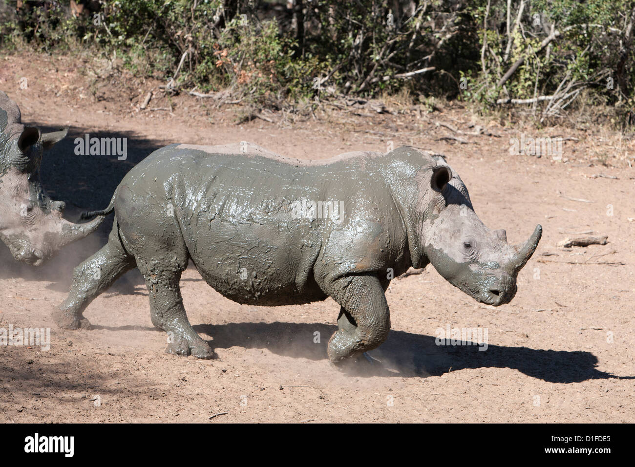 White rhino (Ceratotherium simum), Mkhuze game reserve, Kwazulu Natal, South Africa, Africa Stock Photo
