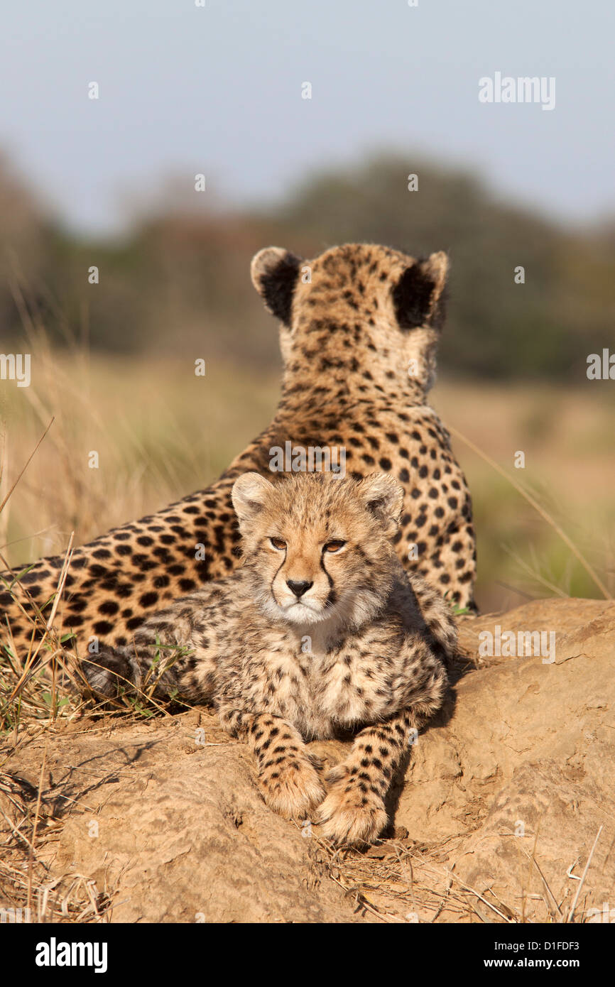 Cheetah (Acinonyx jubatus) cub, Phinda private game reserve, Kwazulu Natal, South Africa, Africa Stock Photo