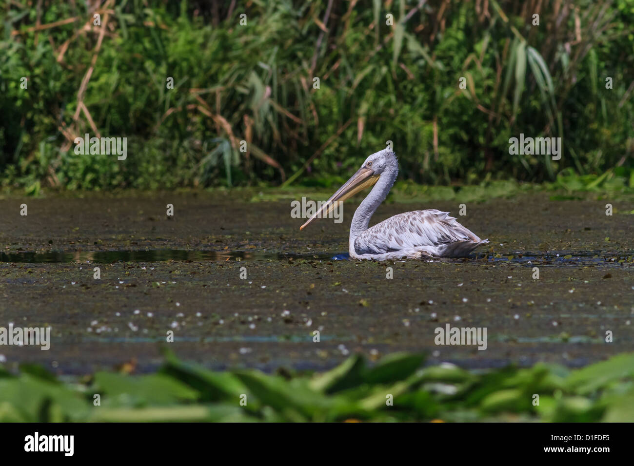 Dalmatian Pelican (Pelecanus crispus) Stock Photo