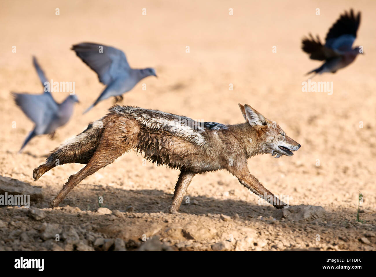Blackbacked jackal (Canis mesomelas) chasing doves, Kgalagadi Transfrontier Park, South Africa, Africa Stock Photo