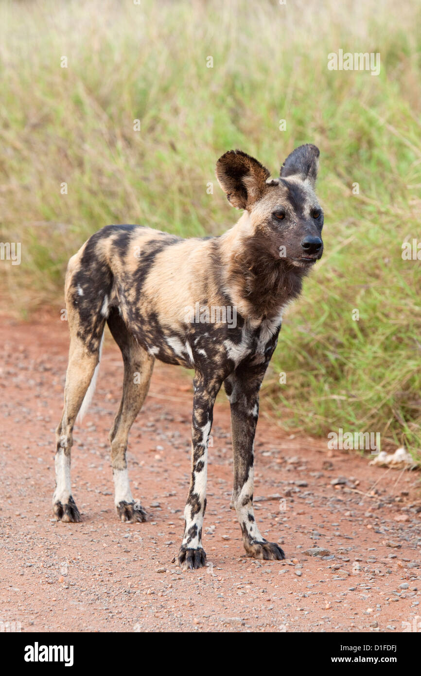 African wild dog (Lycaon pictus), Kruger National Park, South Africa, Africa Stock Photo