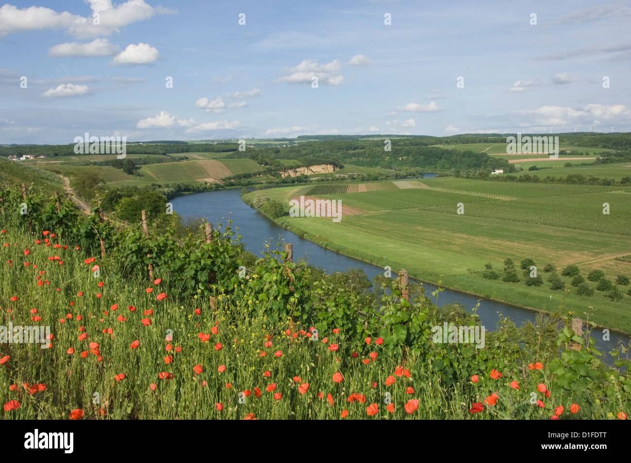 Poppies and vineyards along the border between Luxembourg and Germany separated by the River Moselle (Mosel), Germany, Europe Stock Photo