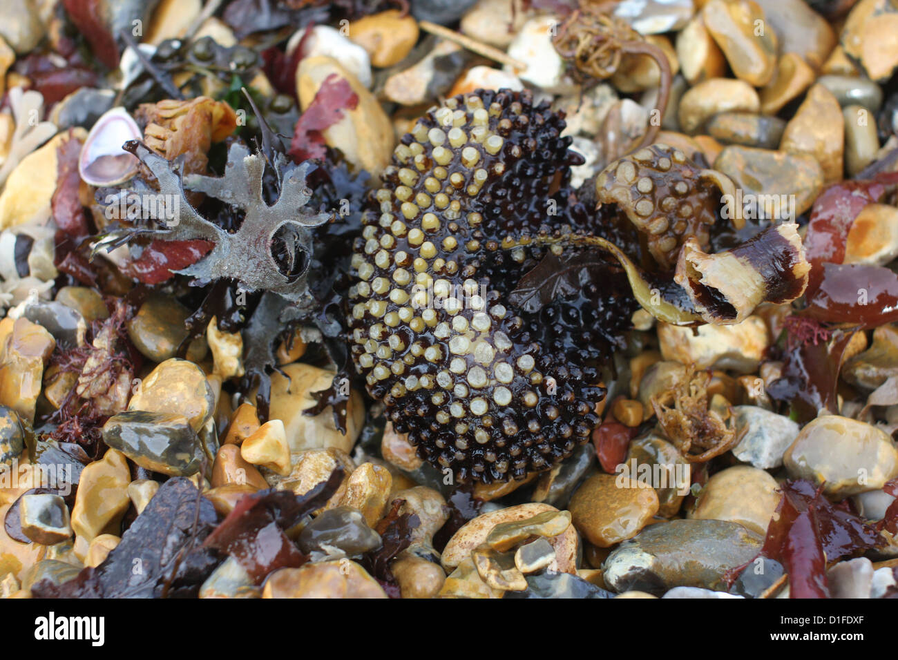 Coloured stones hi-res stock photography and images - Alamy