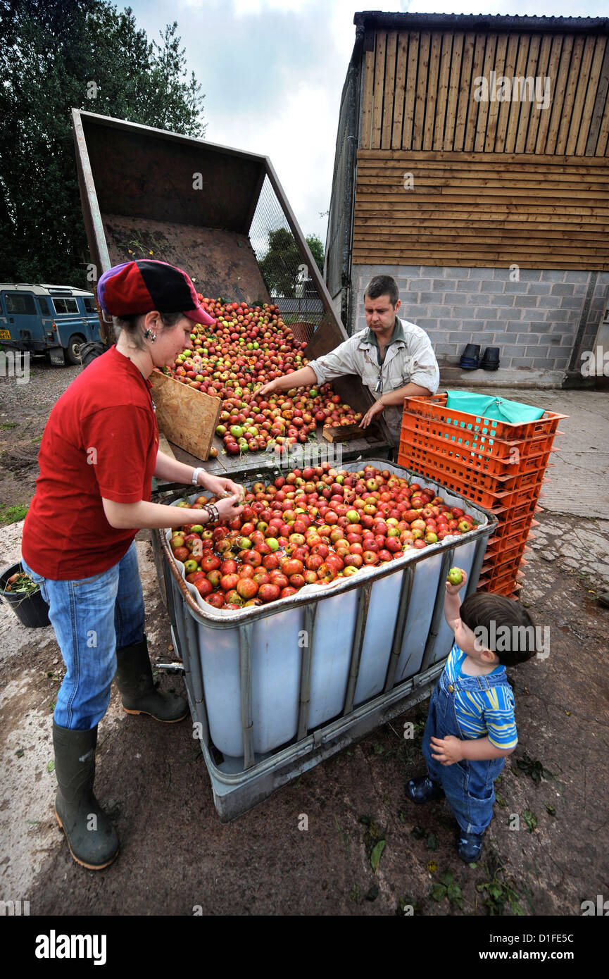 A family of cider makers washing apples before pressing at Broome Farm near RossonWye UK where