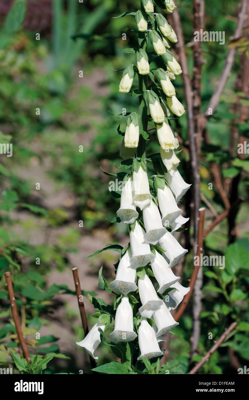 Branch of white campanula flower in the garden Stock Photo