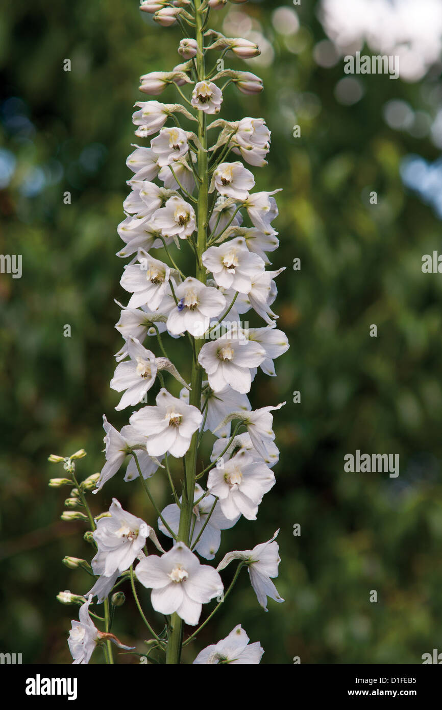 Branch of white campanula flower in the garden Stock Photo