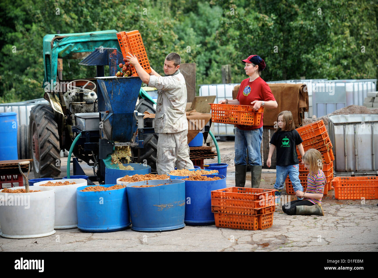 Cider makers mashing apples before pressing at Broome Farm near RossonWye UK where there is