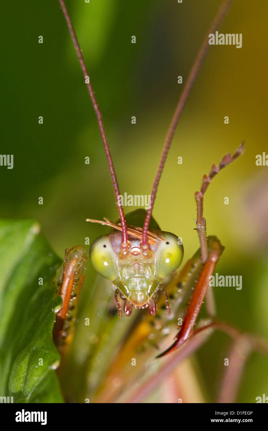 Praying mantis insect, Mantis religiosa, grooms antenna and foot Stock