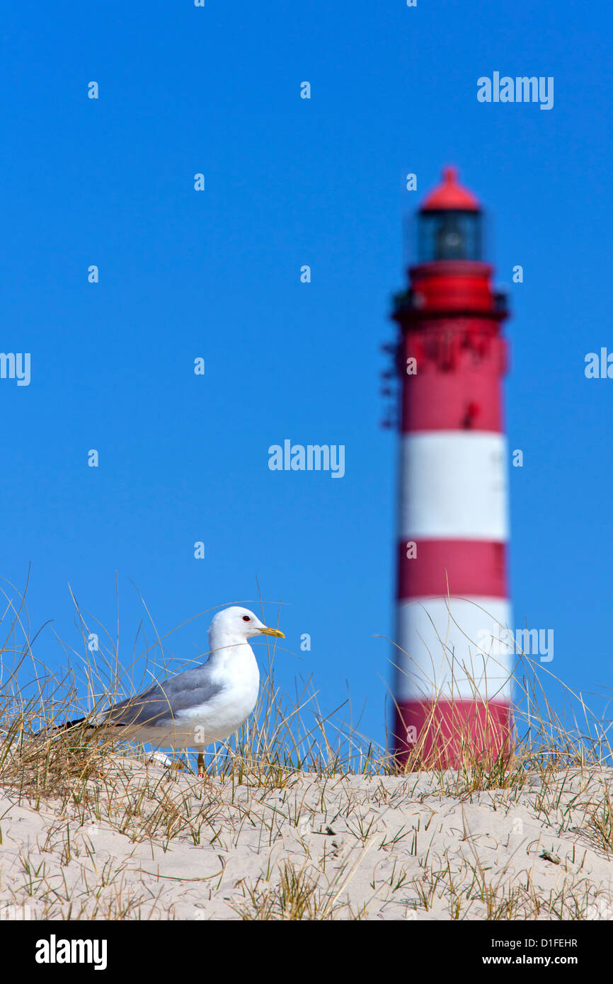 Common gull (Larus canus) and the Amrum lighthouse in the dunes along the Wadden Sea, North Frisia, Schleswig-Holstein, Germany Stock Photo