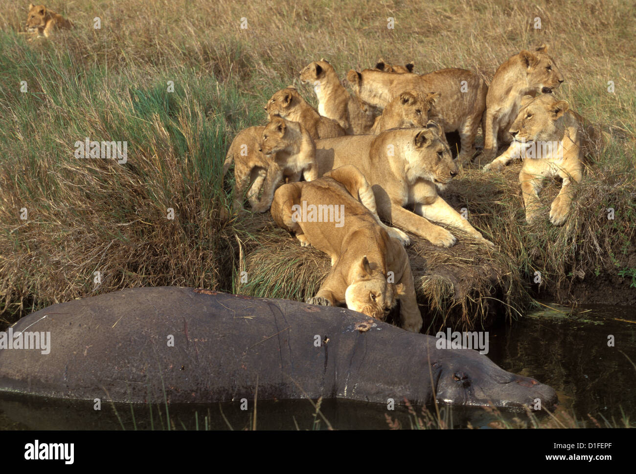 Lions (Panthera leo), Masai Mara reservation, Kenya Stock Photo - Alamy