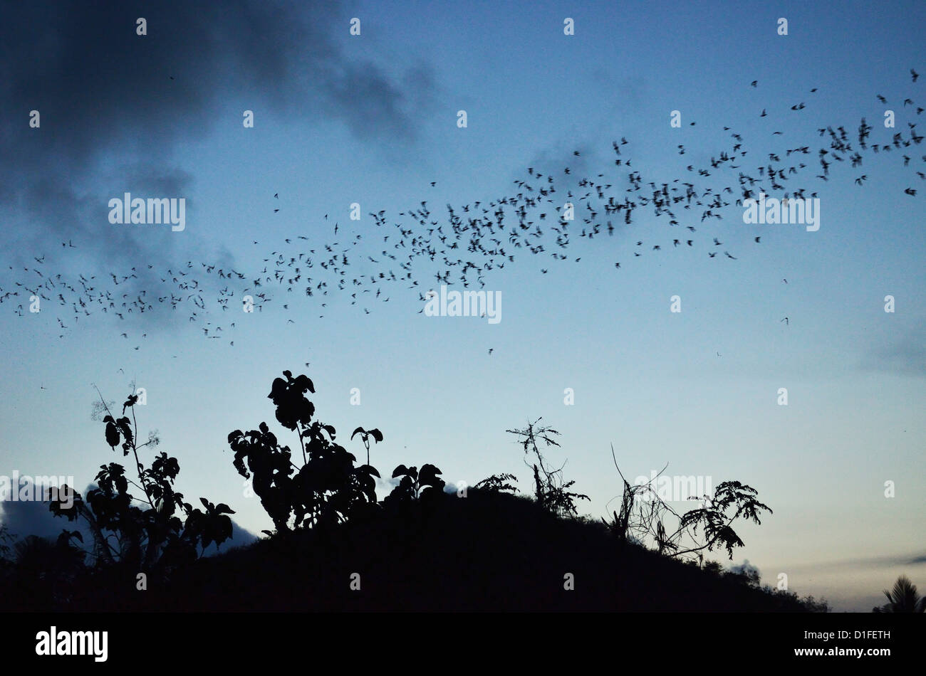 Bats, near Kuta, Lombok, Indonesia, Southeast Asia, Asia Stock Photo