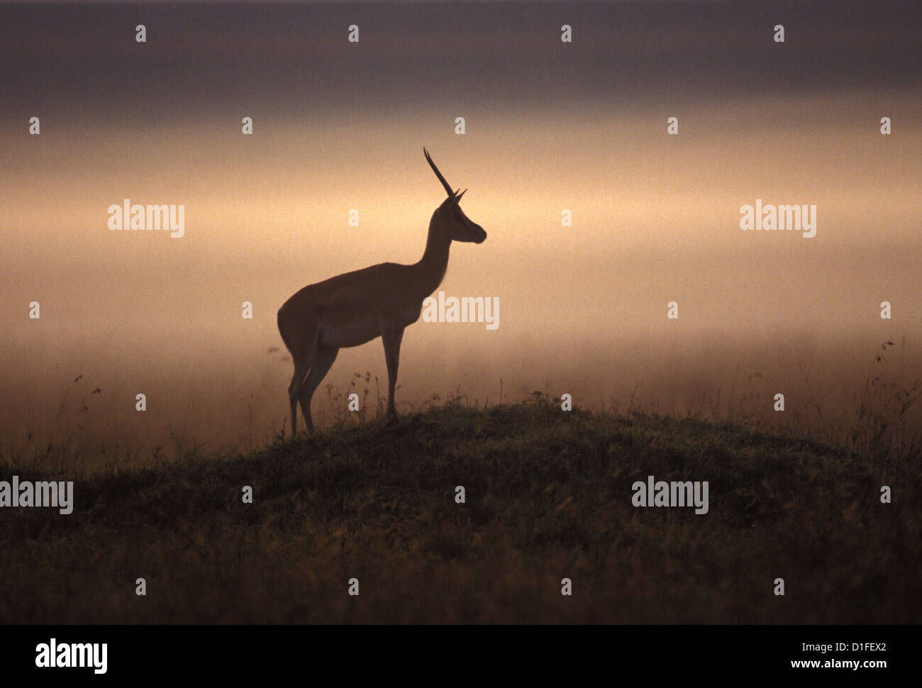 Thomson's gazelle (Eudorcas thomsonii), Masai Mara, Kenya Stock Photo ...