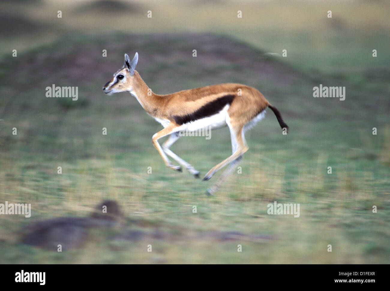 Thomson's gazelle (Eudorcas thomsonii), Masai Mara, Kenya Stock Photo ...
