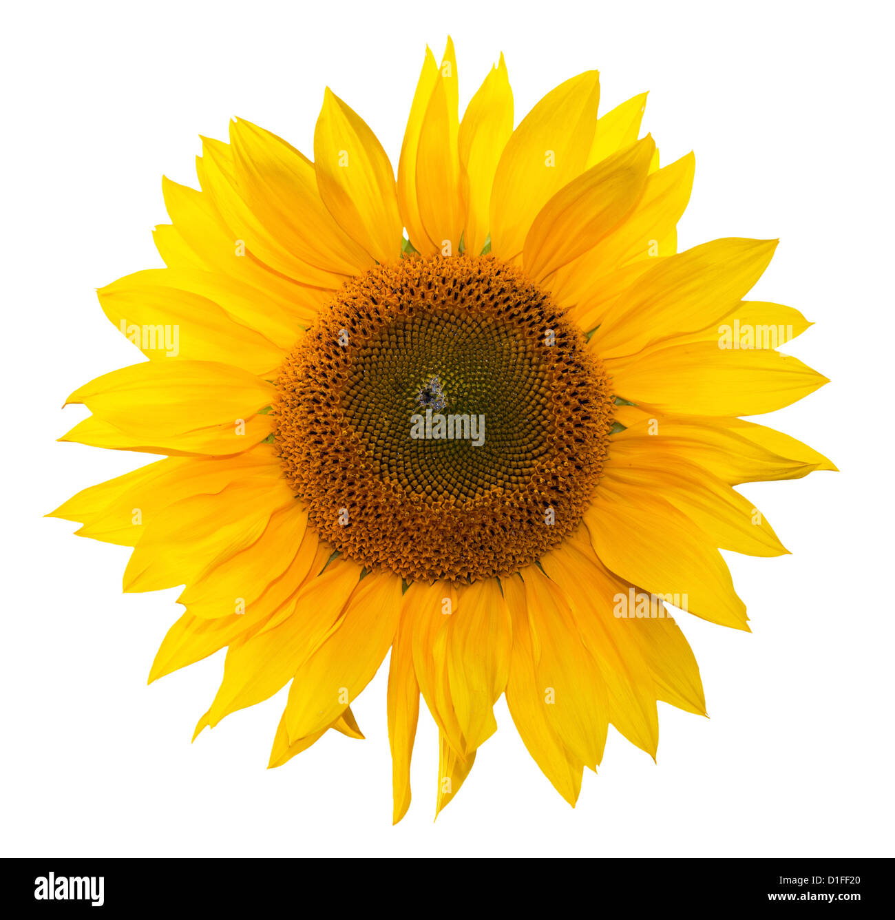 Yellow sunflower isolated on white background Stock Photo - Alamy