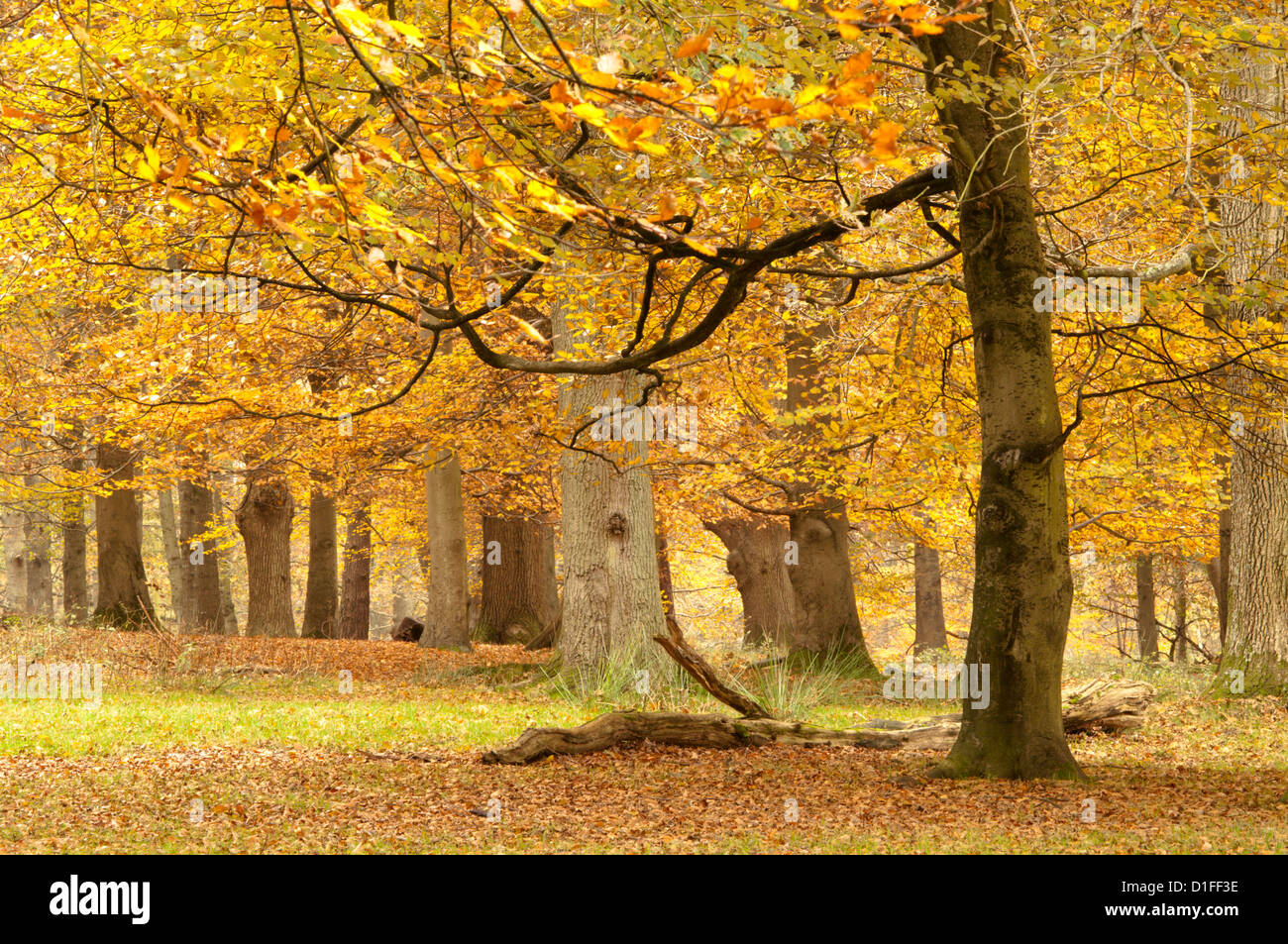 Mixed deciduous trees, Common beech, Sweet Chestnut, Oak, with autumn leaves. West Sussex, England, UK. November. Stock Photo