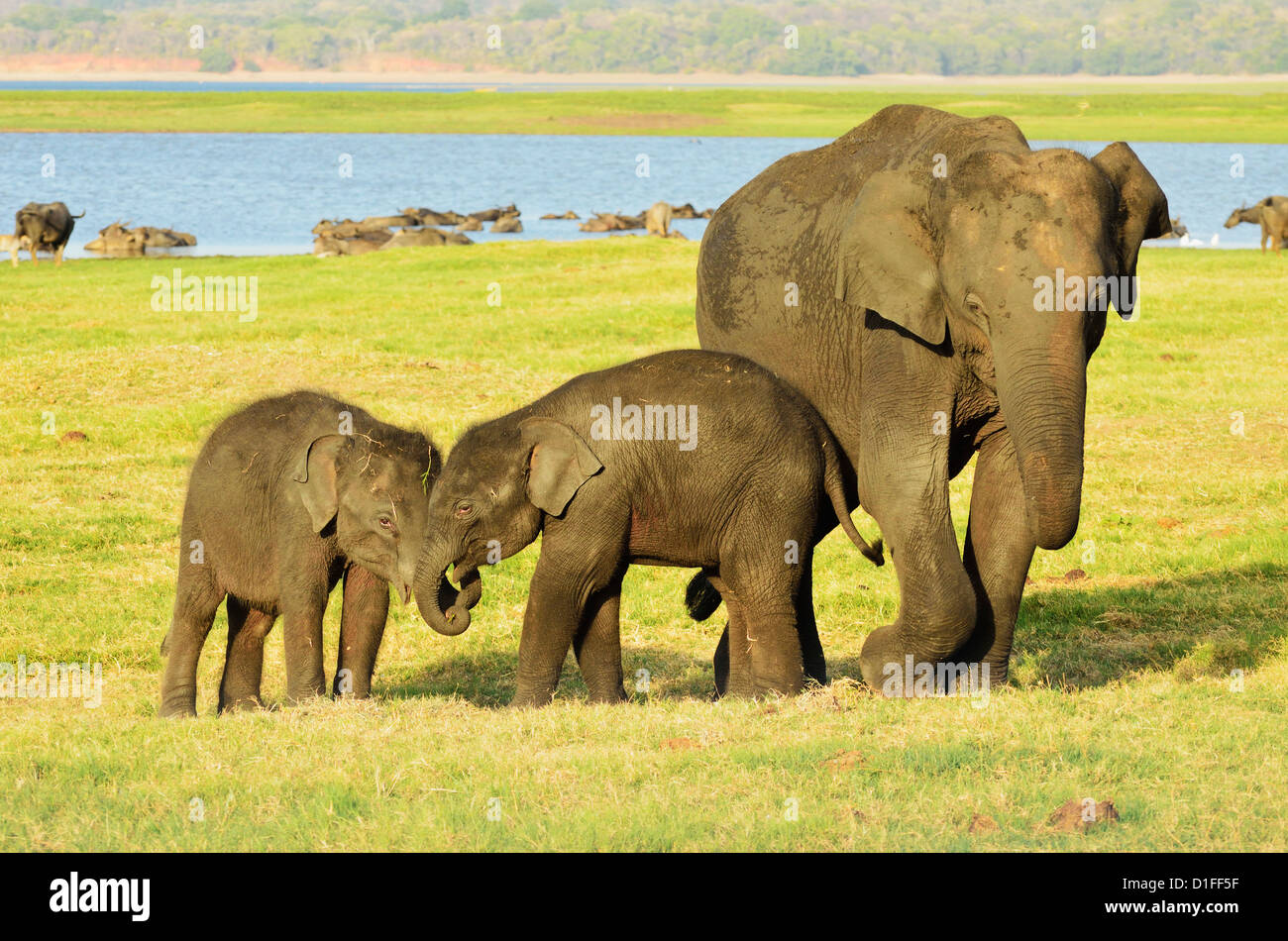 Sri Lankan elephant (Elephas maximus maximus), Minneriya National Park, Sri Lanka, Asia Stock Photo