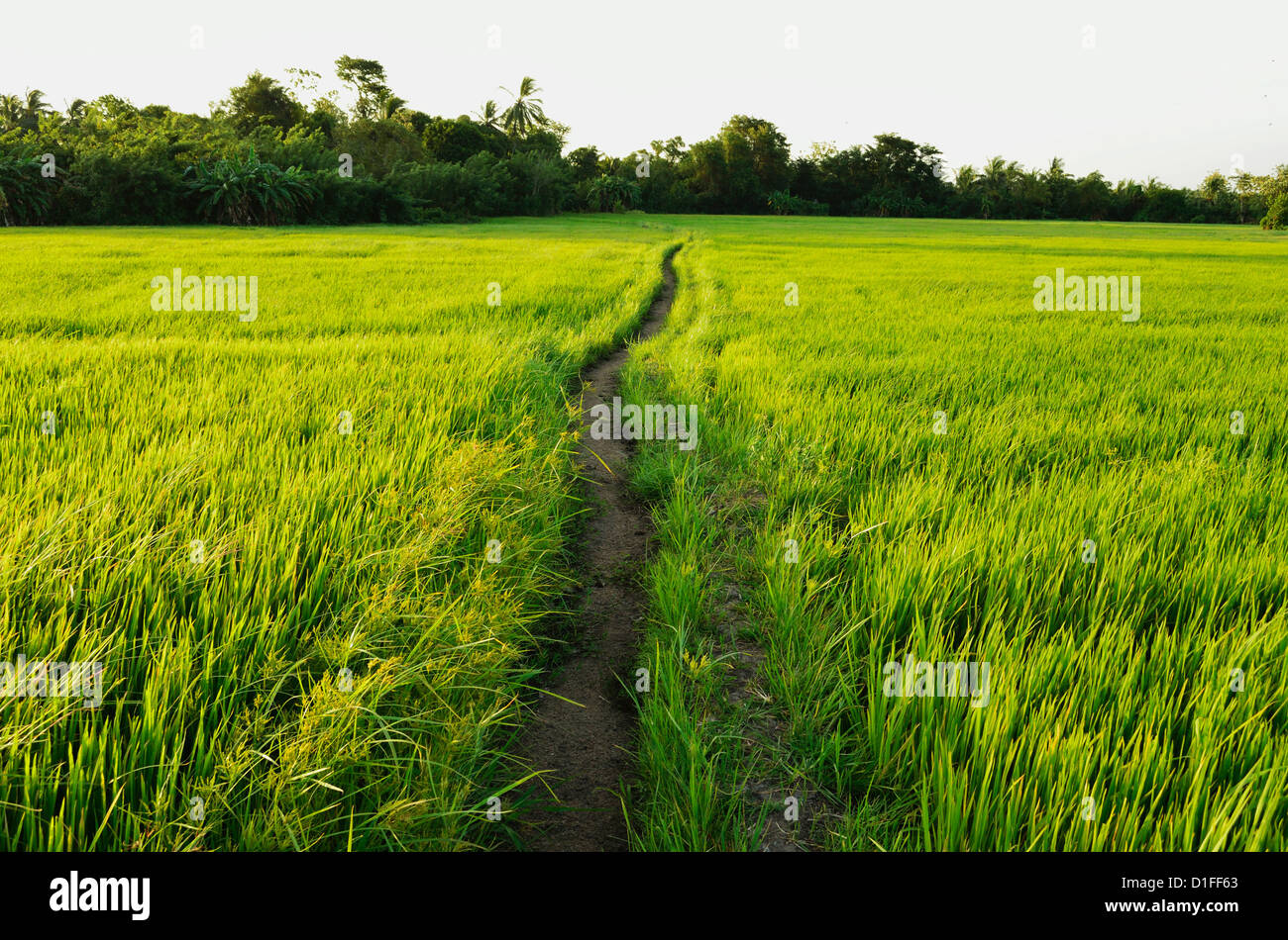 Rice fields, Polonnaruwa, Sri Lanka, Asia Stock Photo