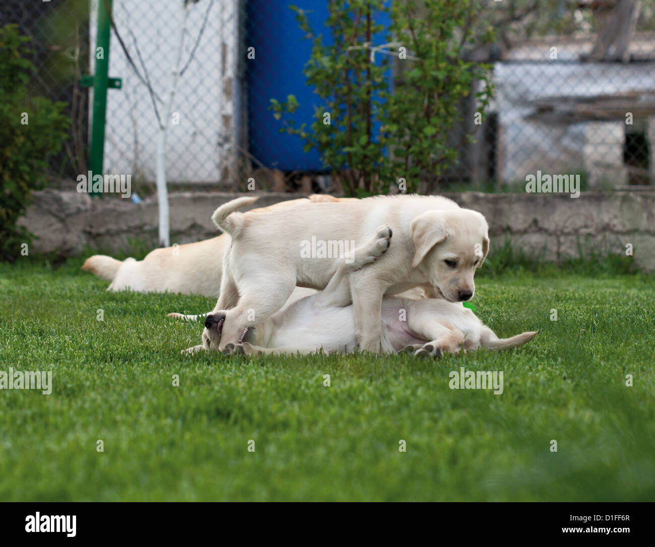 Labrador (retriever) puppies playing on the grass lawn Stock Photo Alamy