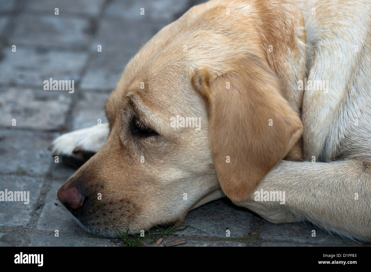 Sad Lab Portrait of sad Labrador mother on the stone path Stock Photo - Alamy