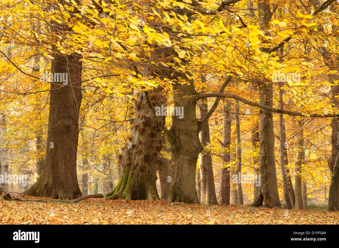 Mixed deciduous trees, Common beech, Sweet Chestnut, Oak, with autumn leaves. West Sussex, England, UK. November. Stock Photo