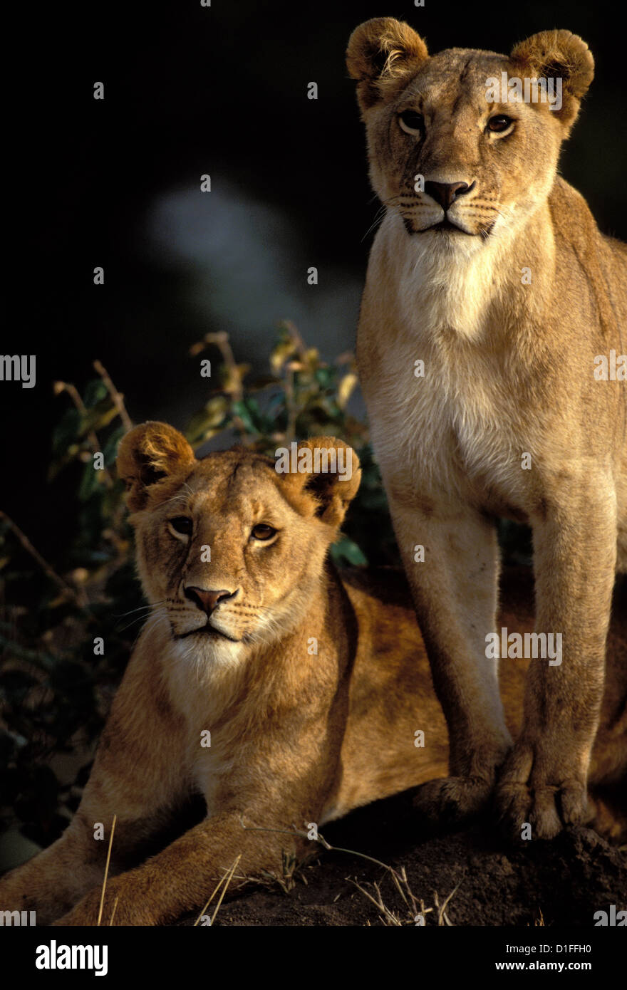 Lions (Panthera leo), Masai Mara reservation, Kenya Stock Photo - Alamy