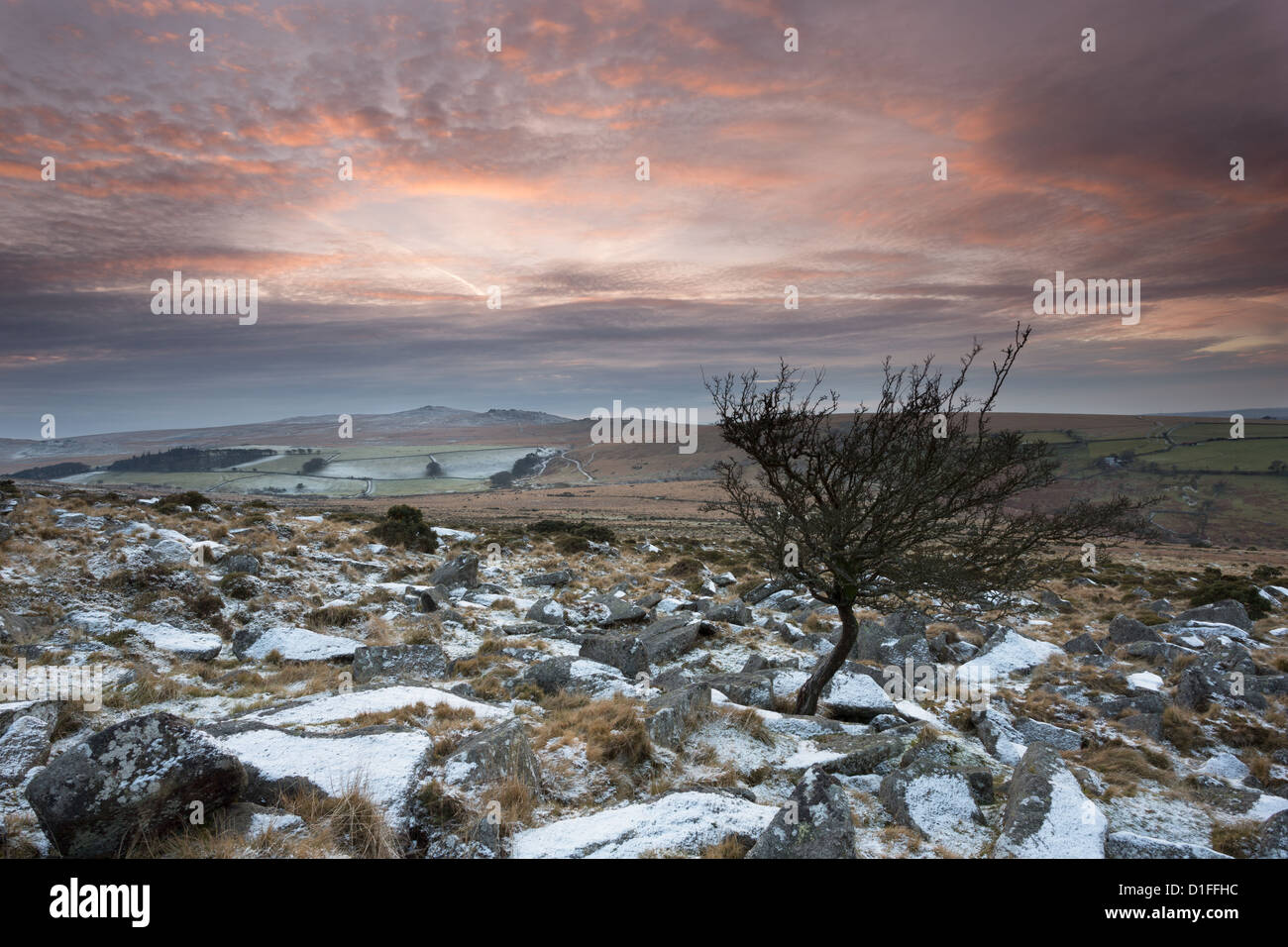 Small hawthorn on Belstone Tor with a light dusting of snow at sunset. Dartmoor National Park Devon Uk Stock Photo