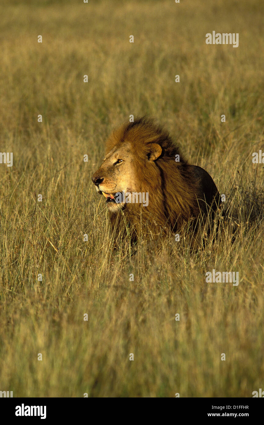 Lions (Panthera leo), Masai Mara reservation, Kenya Stock Photo - Alamy