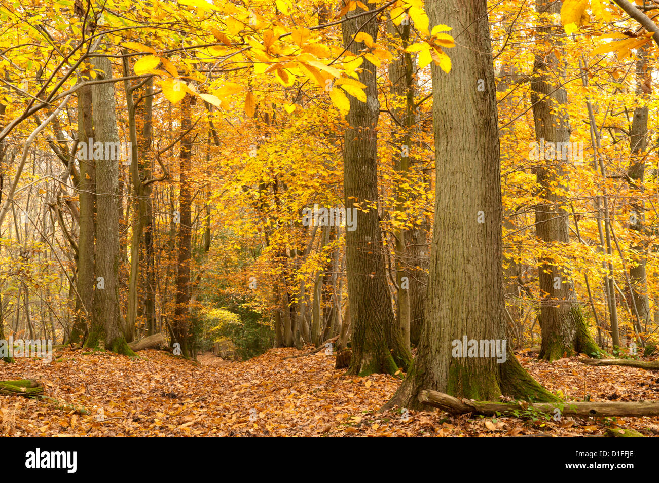 Mixed deciduous woodland, mostly Sweet Chestnut [Castanea sativa] near Petworth, West Sussex, UK. November. Stock Photo