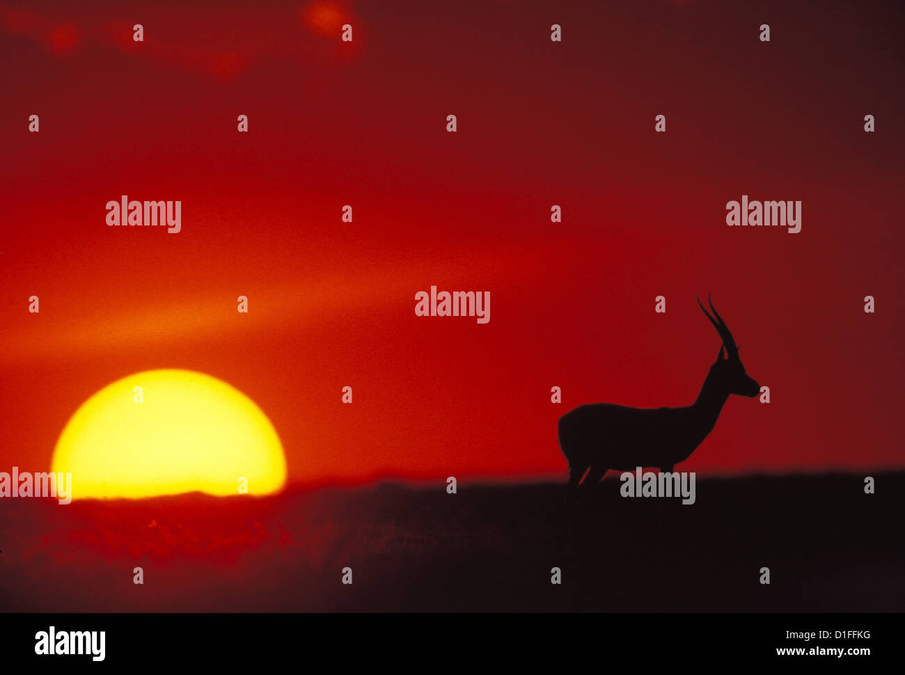Thomson's gazelle (Eudorcas thomsonii), Masai Mara, Kenya Stock Photo ...