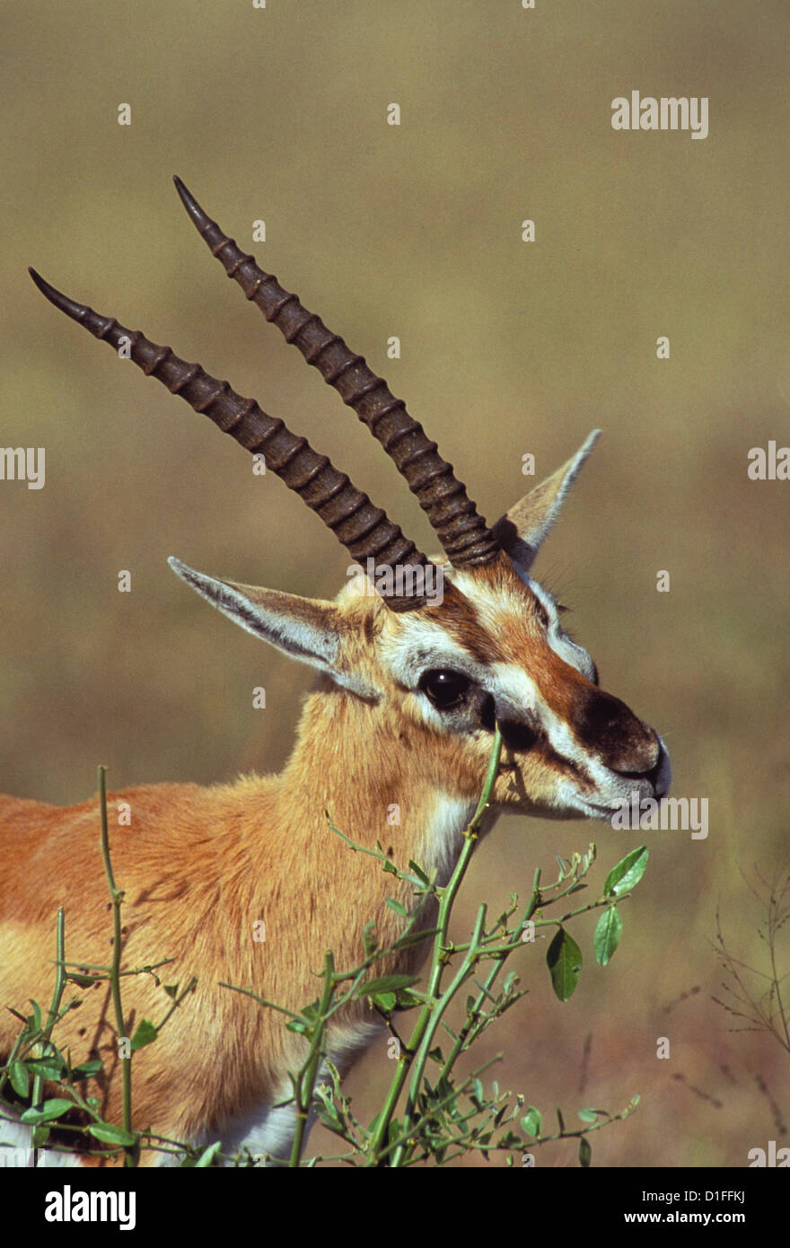 Thomson's gazelle (Eudorcas thomsonii), Masai Mara, Kenya Stock Photo ...