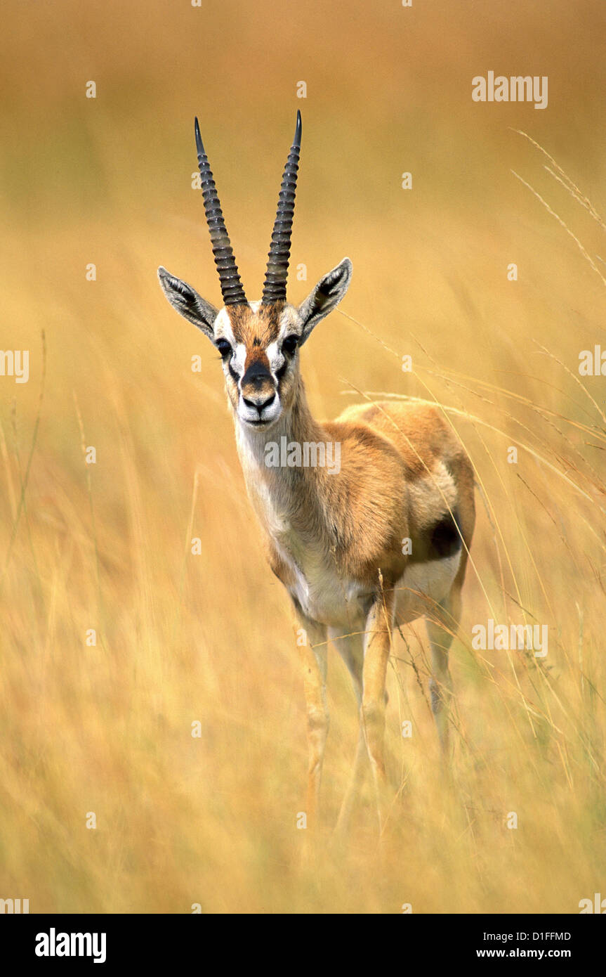 Thomson's gazelle (Eudorcas thomsonii), Masai Mara, Kenya Stock Photo ...