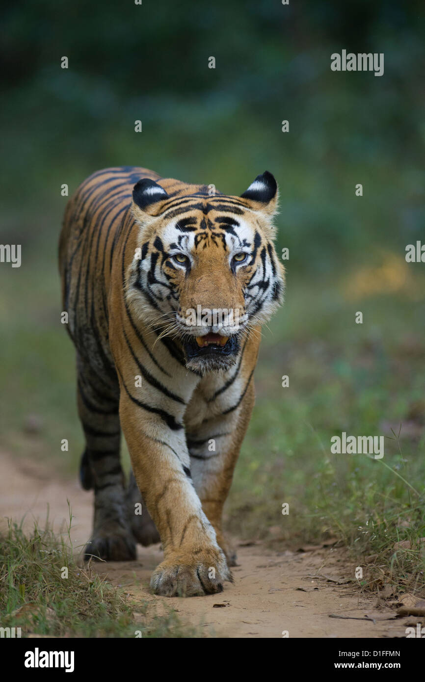 Male tiger called 'Munna', with the forehead stripe pattern resembling the word 'CAT', walking on a forest track. Stock Photo