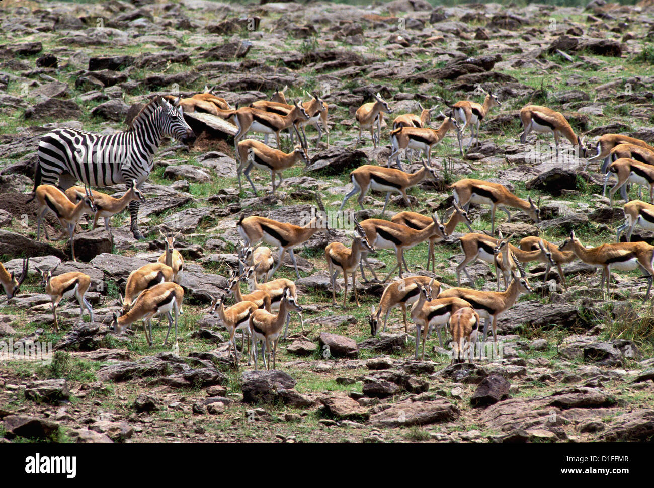 Thomson's gazelles (Eudorcas thomsonii), Masai Mara, Kenya Stock Photo ...