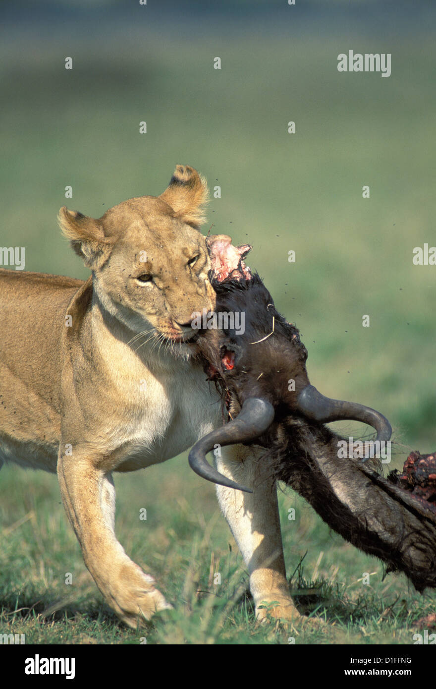Lions (Panthera leo), Masai Mara reservation, Kenya Stock Photo - Alamy