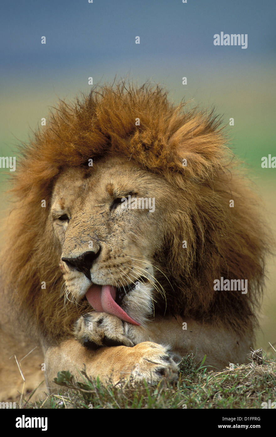 Lions (Panthera leo), Masai Mara reservation, Kenya Stock Photo - Alamy