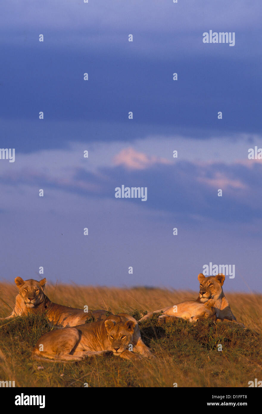 Lions (Panthera leo), Masai Mara reservation, Kenya Stock Photo - Alamy