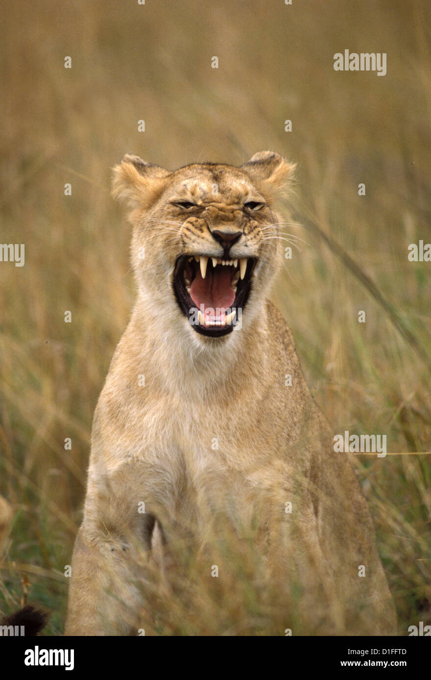 Lions (Panthera leo), Masai Mara reservation, Kenya Stock Photo - Alamy